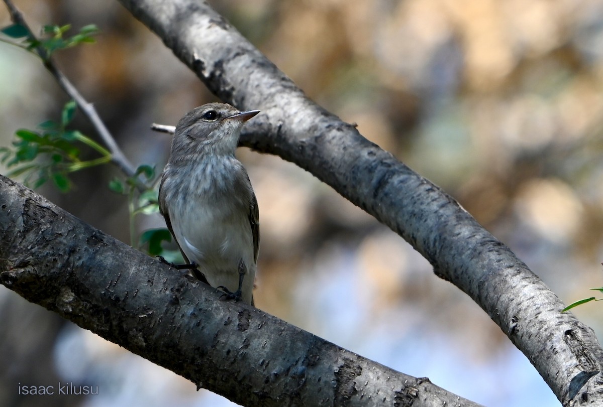 Gambaga Flycatcher - ML644580532