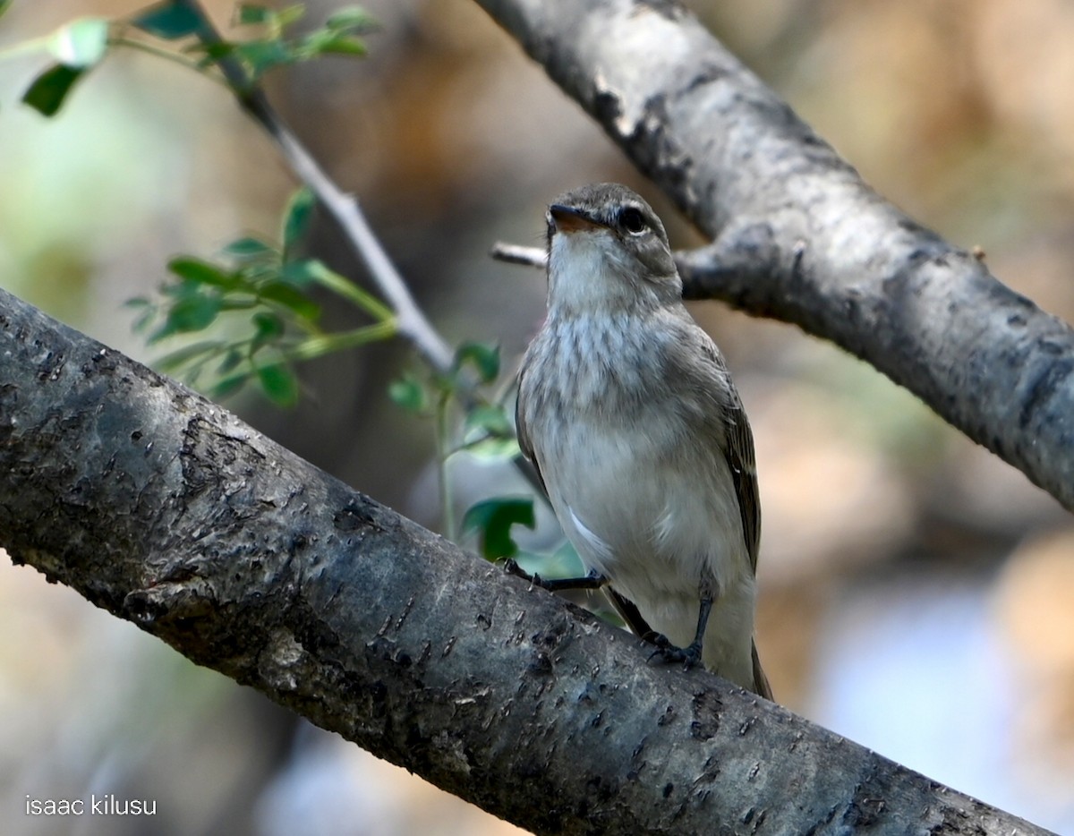 Gambaga Flycatcher - ML644580533