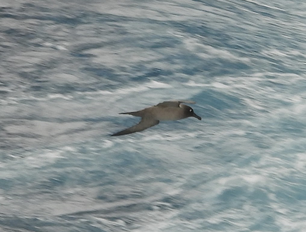 Albatros hauskara - ML644580541