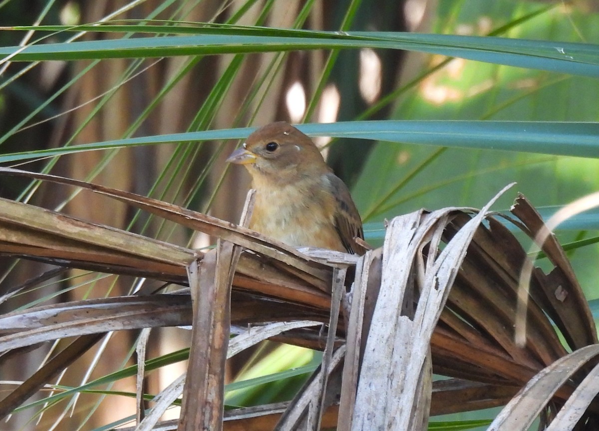 Passerin indigo - ML644580547