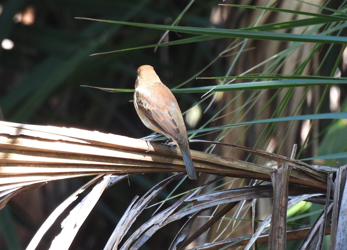 Passerin indigo - ML644580559