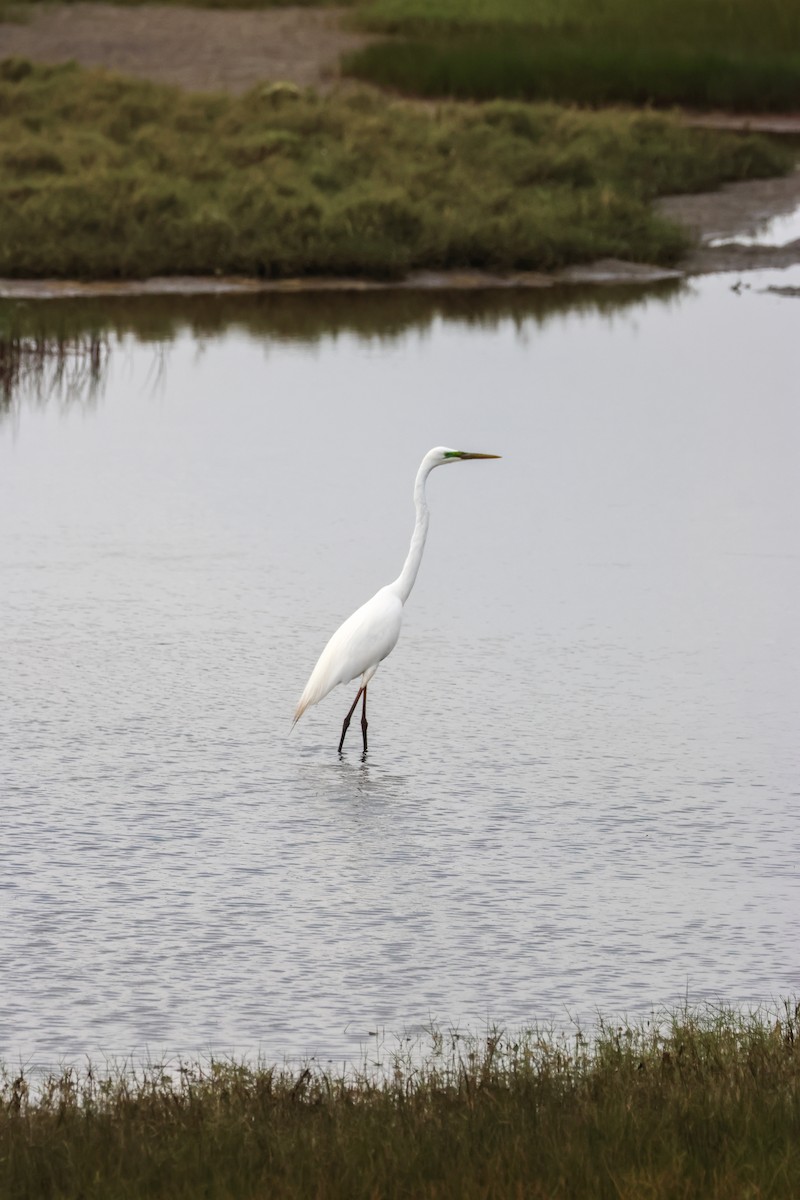 egretthegre - ML644580560