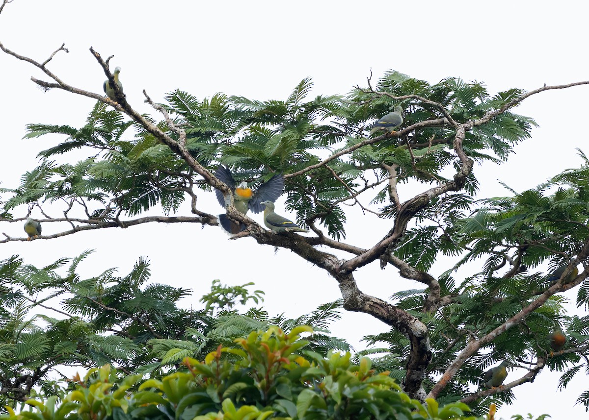 goliatgrønndue - ML644580565