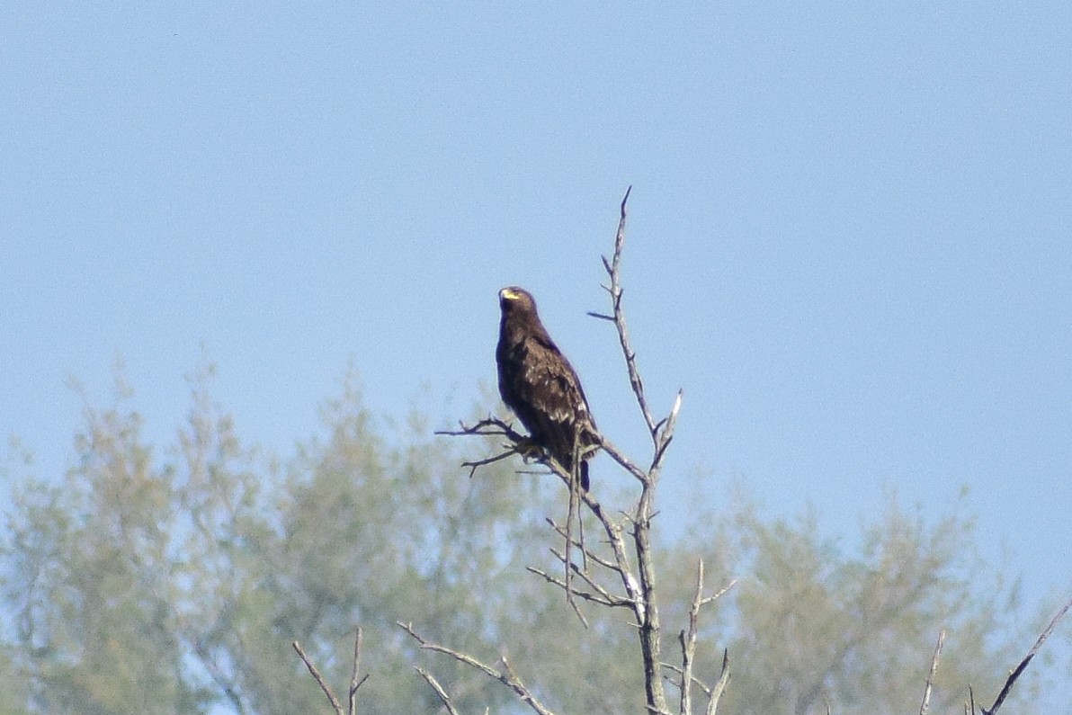 storskrikørn - ML644580570