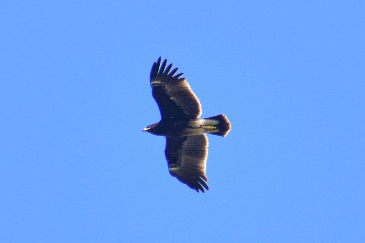 storskrikørn - ML644580571