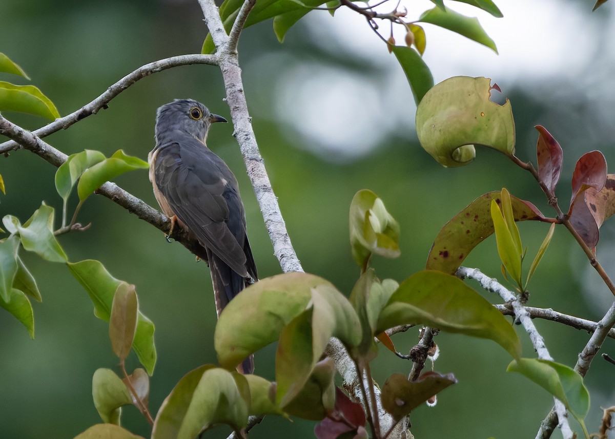 sørgegjøk - ML644580574