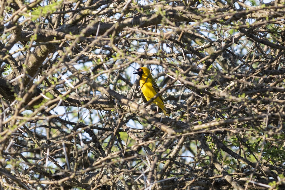 svartmaskevever - ML644580576