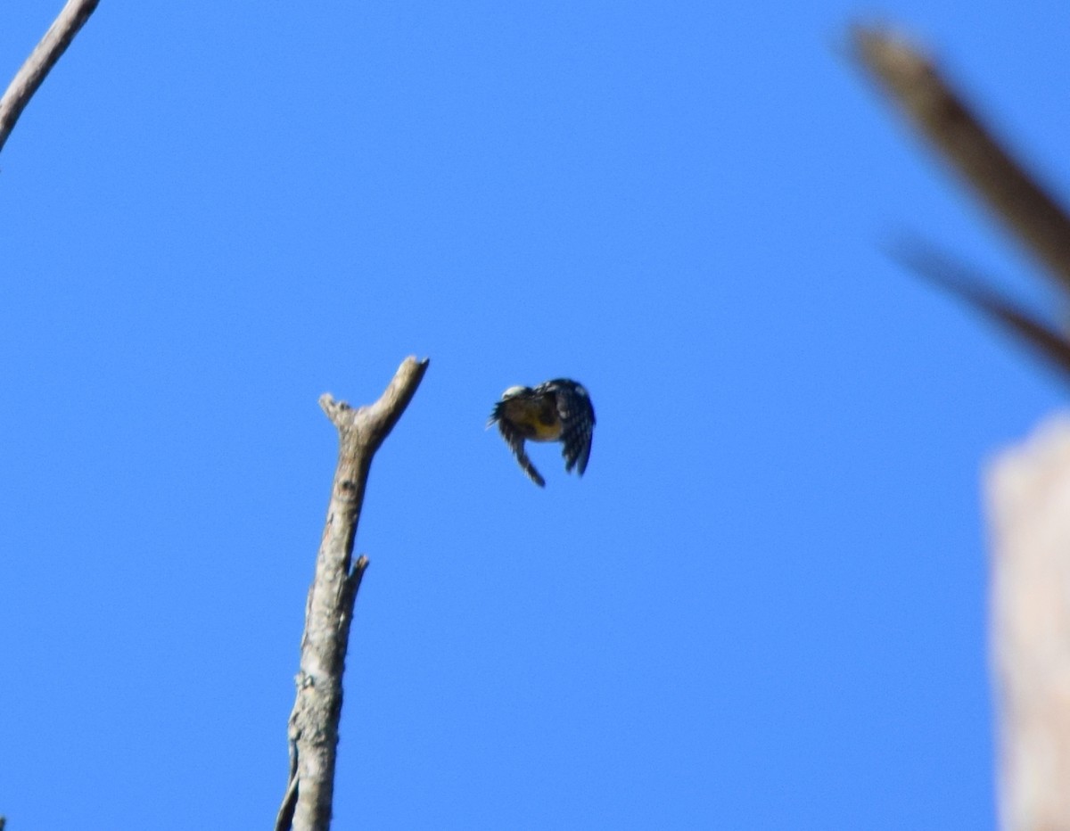 kanadasevjespett - ML644580577