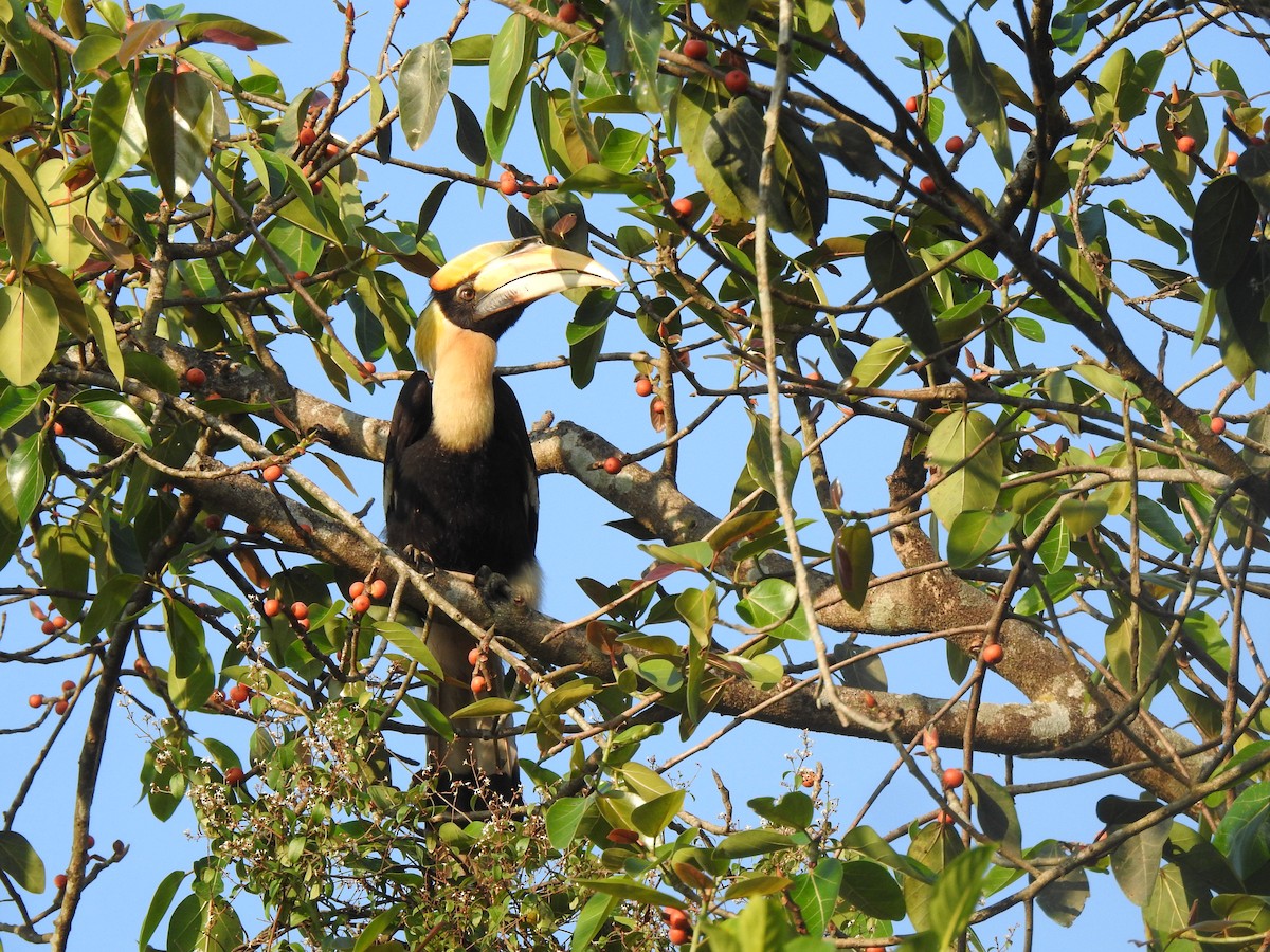 storhornfugl - ML644580580