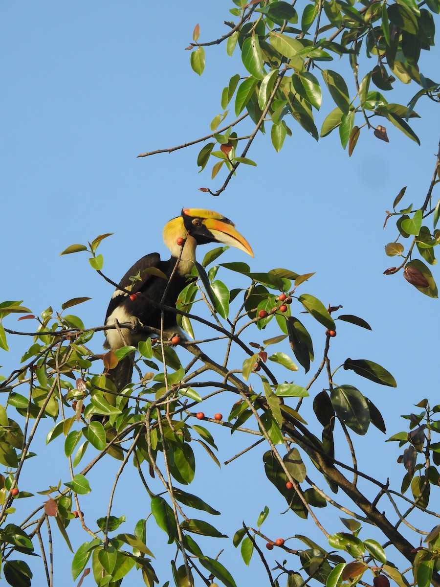 storhornfugl - ML644580581