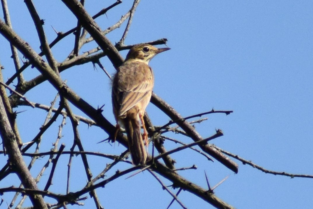 orientpiplerke - ML644580582