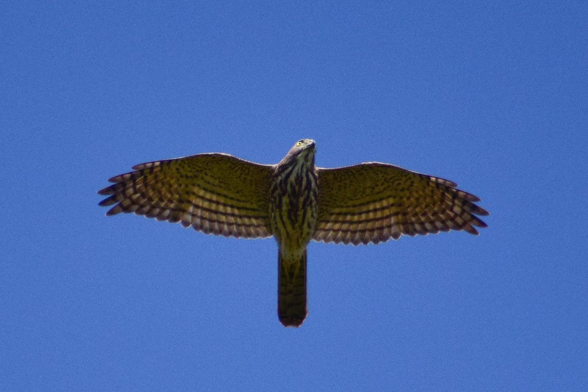 shikrahauk - ML644580583