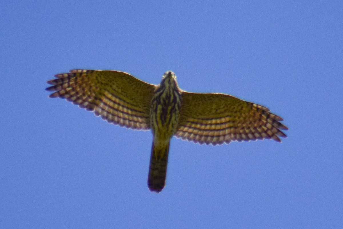 shikrahauk - ML644580584