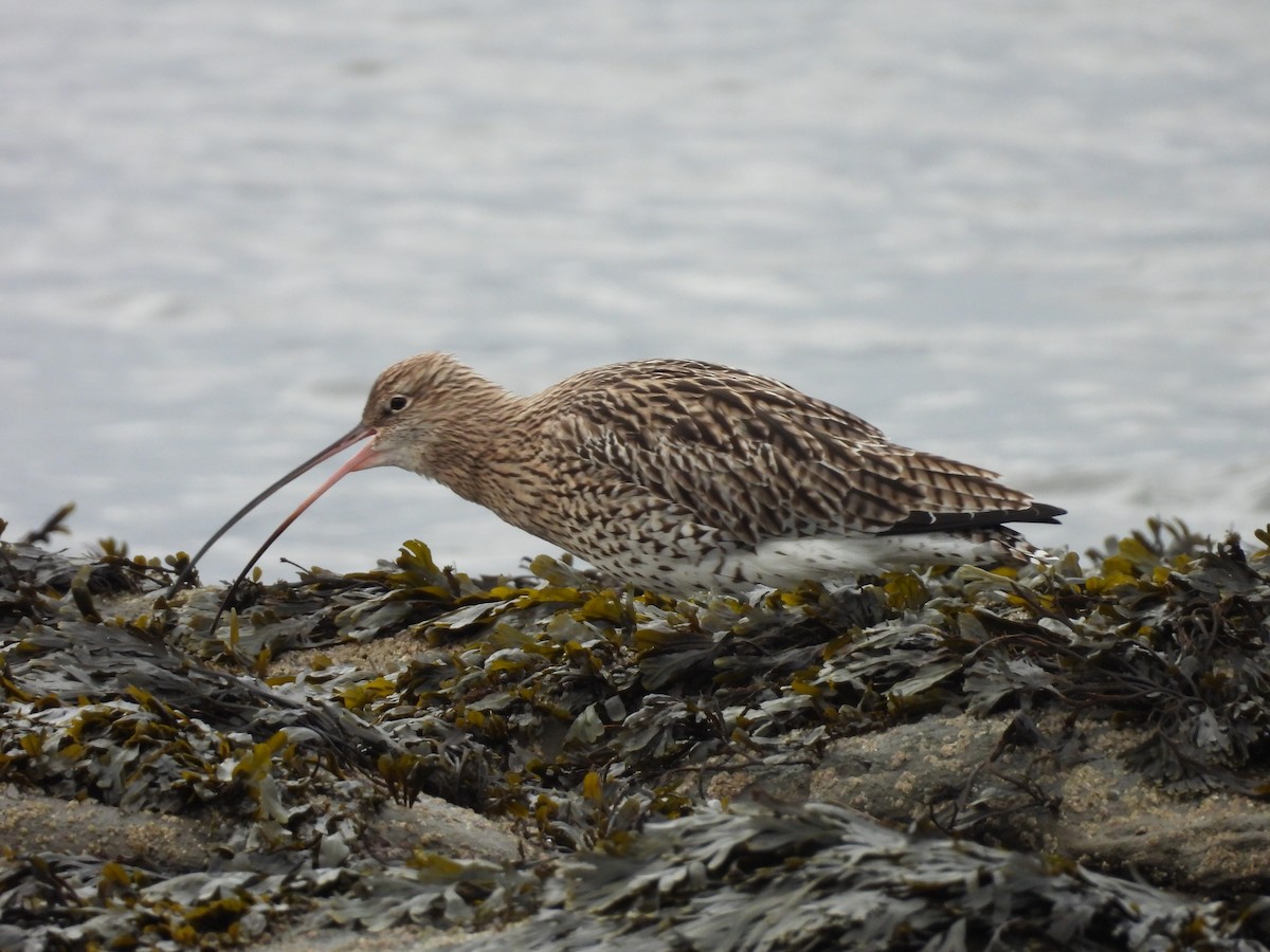 storspove - ML644580585