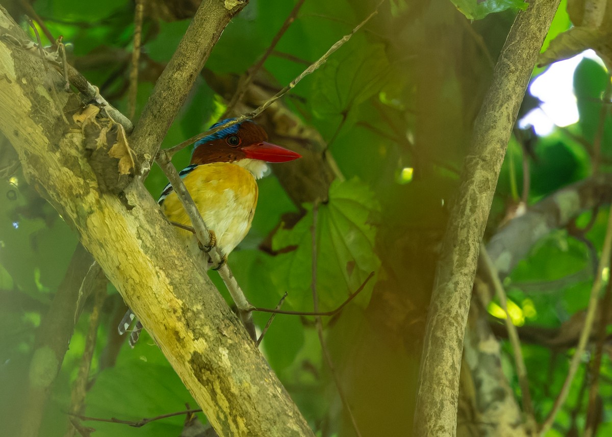 blåhettekokaburra - ML644580586