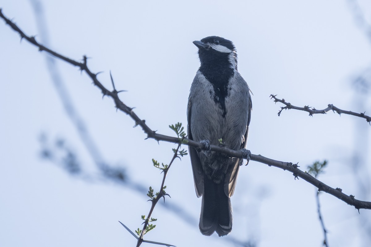 askemeis - ML644580587