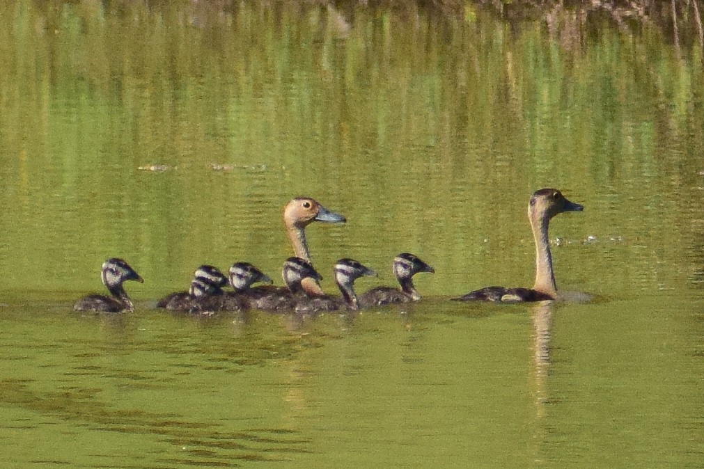 småplystreand - ML644580589