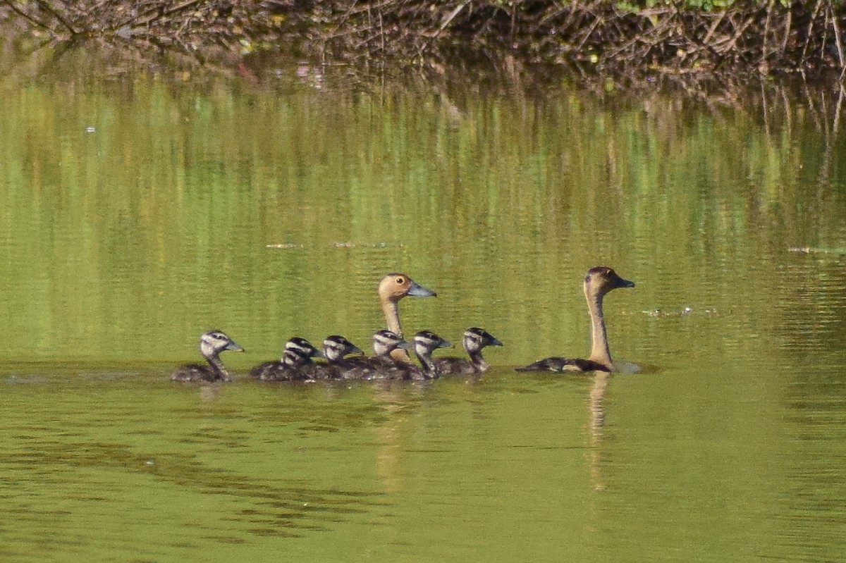 småplystreand - ML644580590