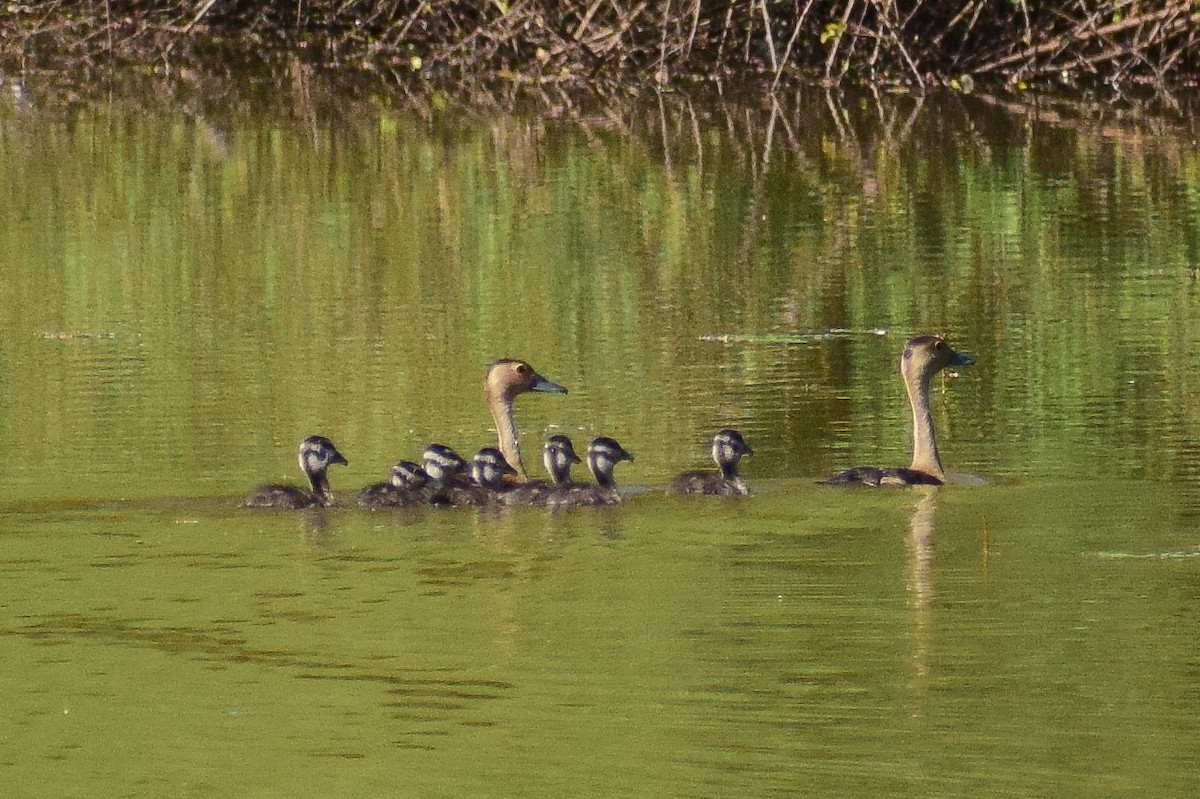 småplystreand - ML644580591