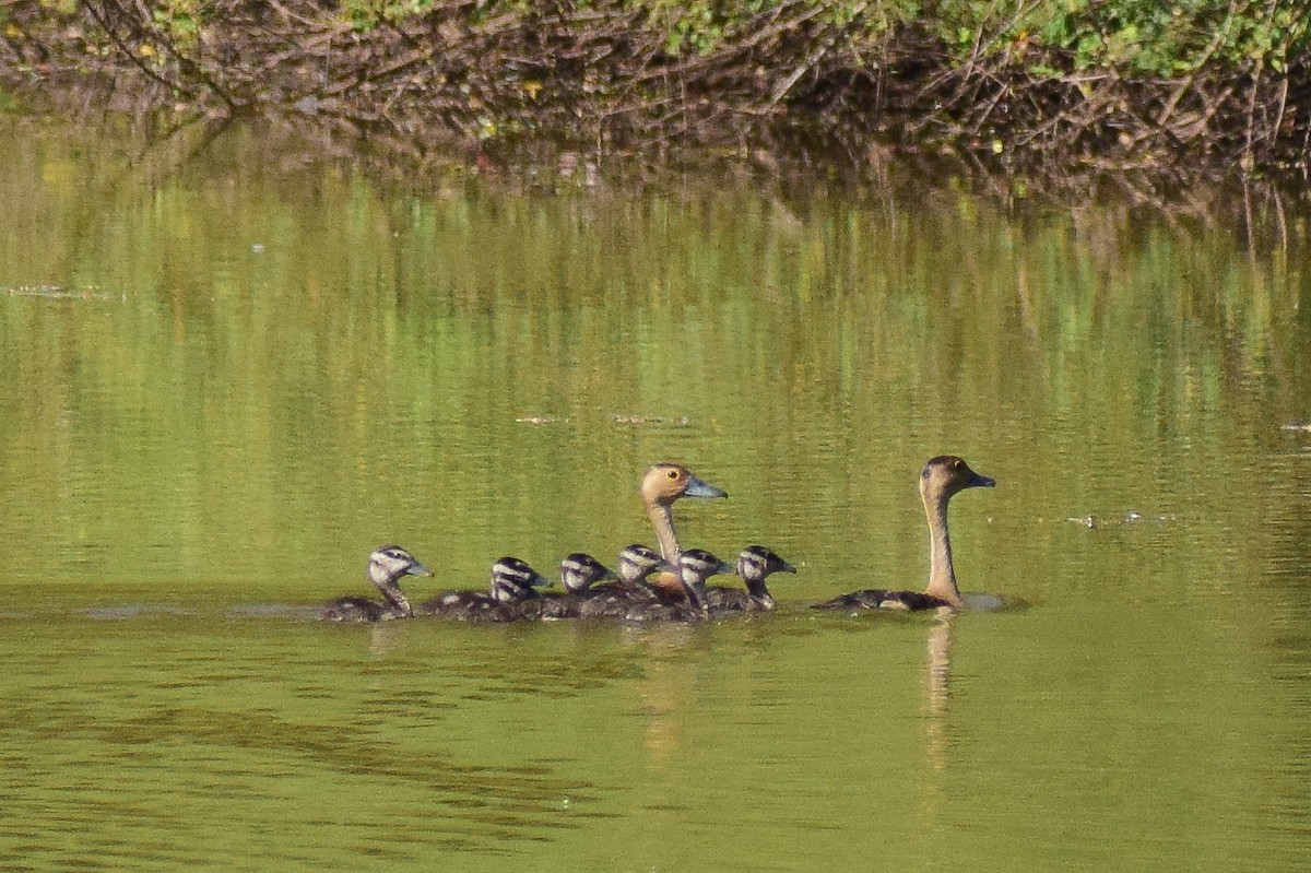 småplystreand - ML644580592