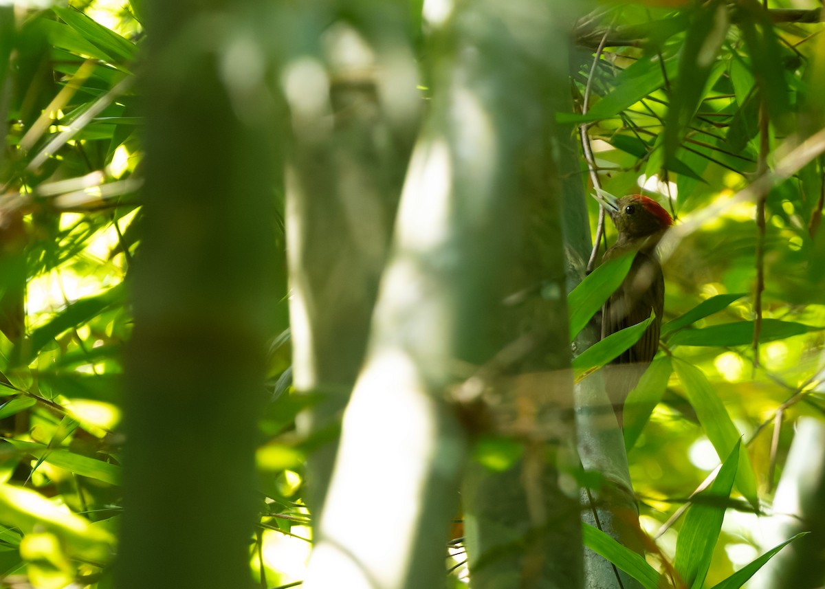 bambusspett - ML644580593