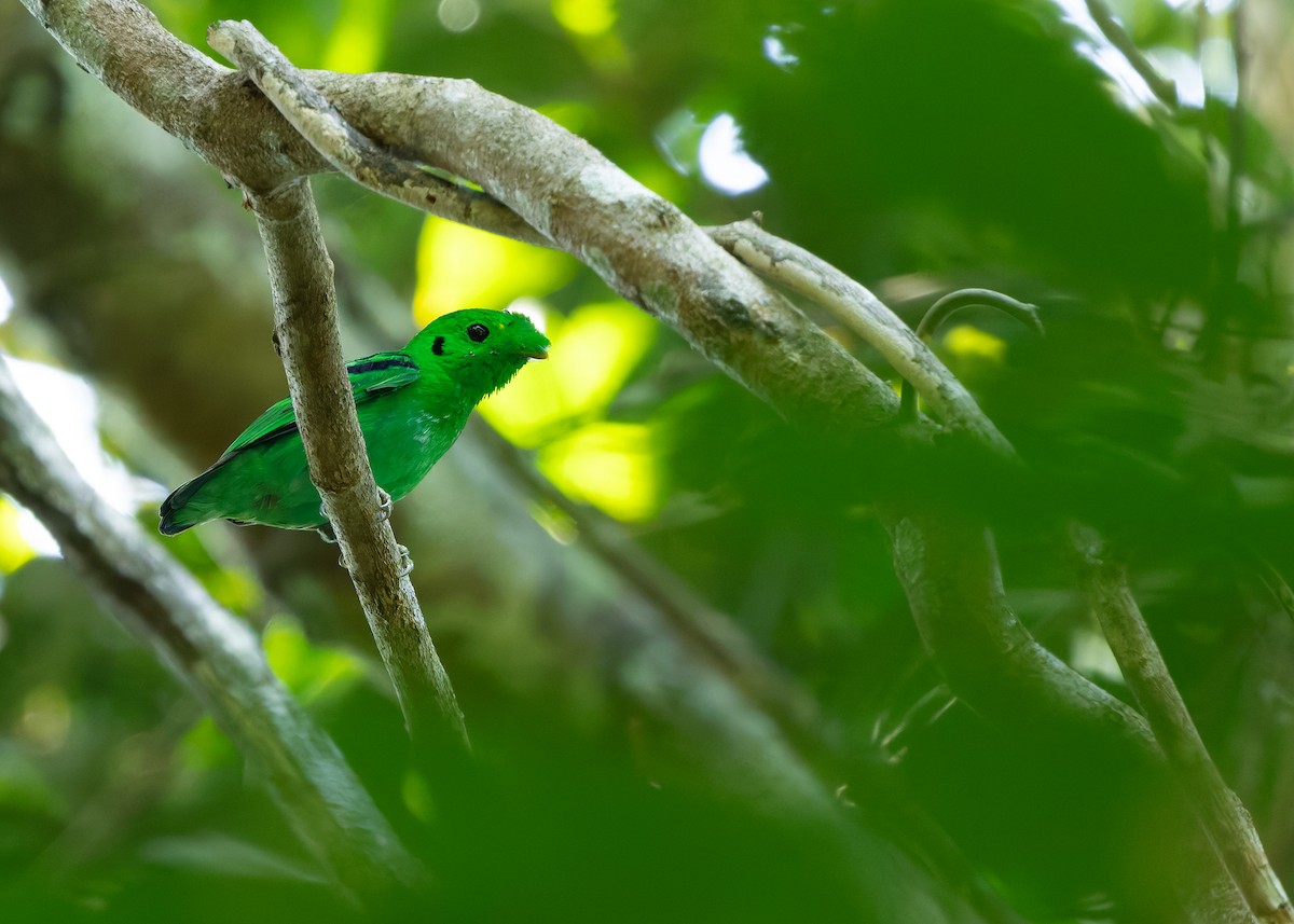 grønnbrednebb - ML644580598