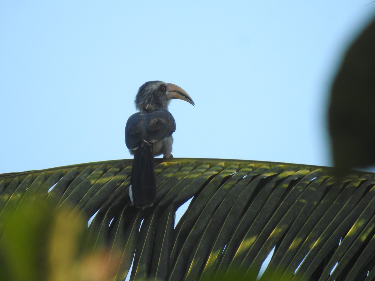 malabarhornfugl - ML644580599