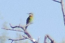 blåstjertbieter - ML644580602