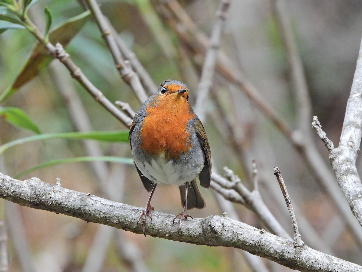 rødstrupe - ML644580607