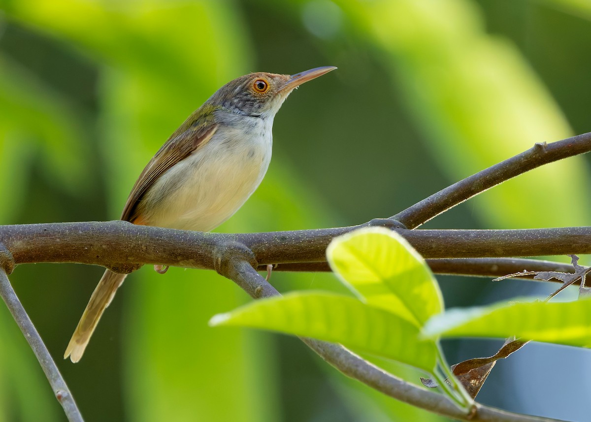 Common Tailorbird - ML644580612