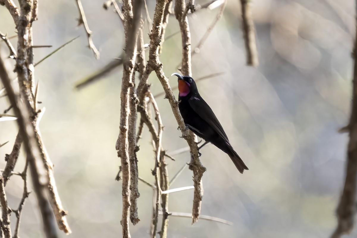 Нектарець аметистовий - ML644580613