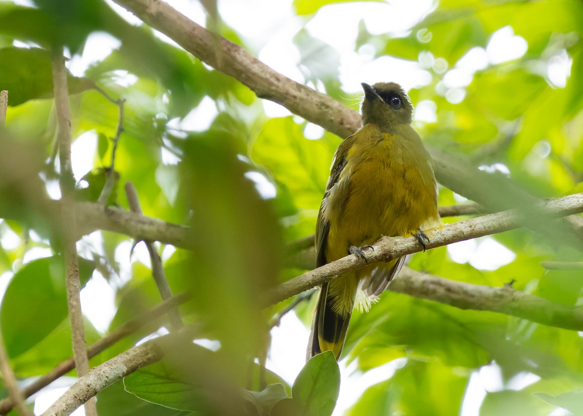 Black-headed Bulbul - ML644580614