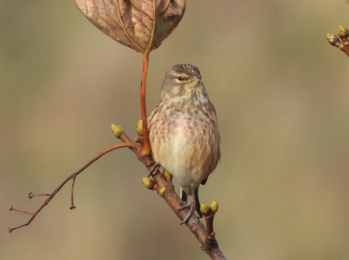 Eurasian Linnet - ML644580615