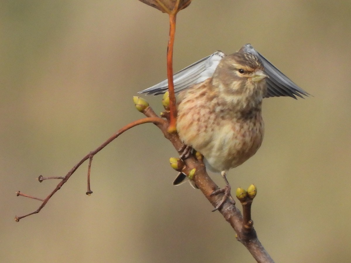 Eurasian Linnet - ML644580616