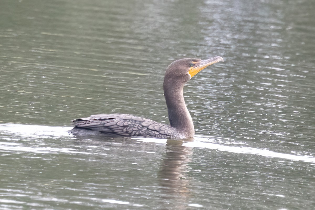 Double-crested Cormorant - ML644580619