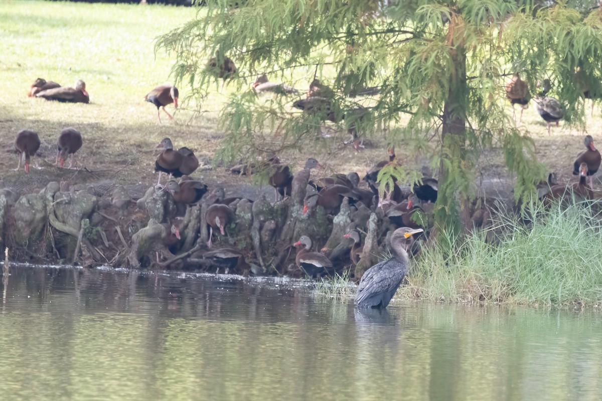 Double-crested Cormorant - ML644580620