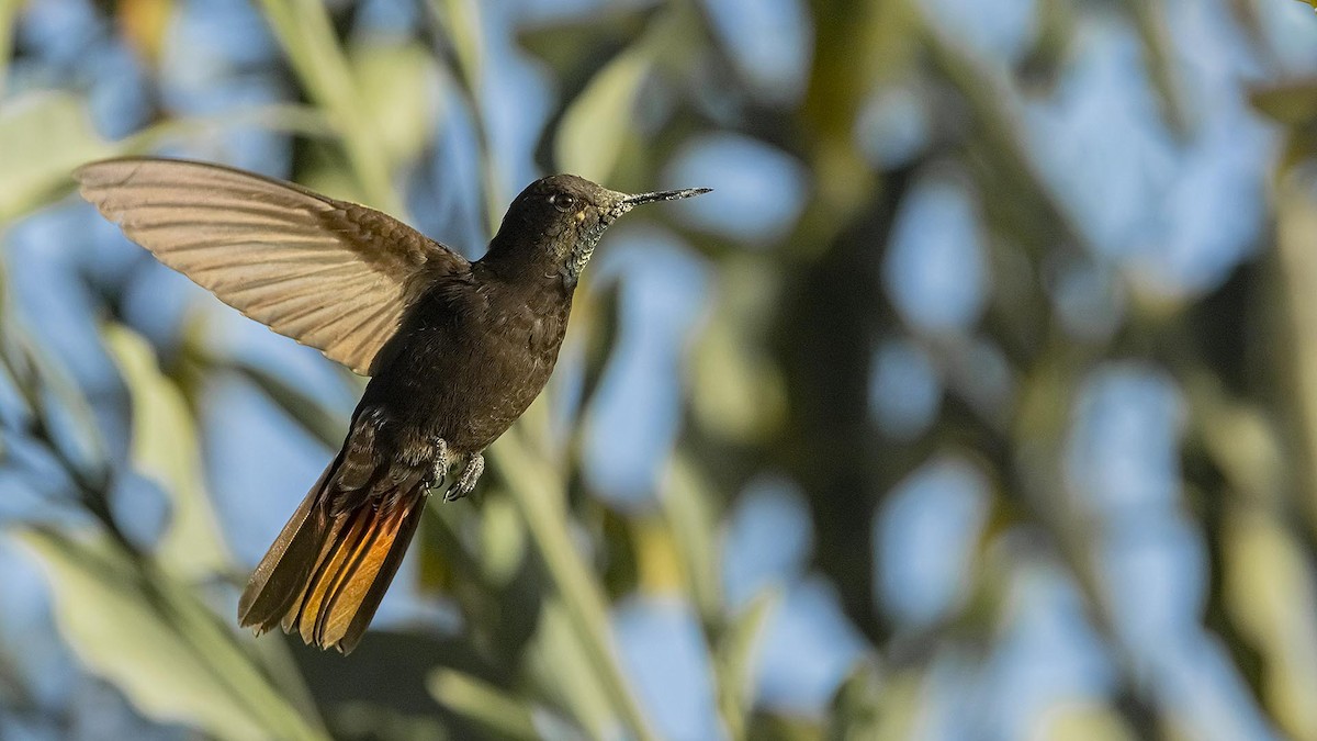 クロテリオハチドリ - ML644580623