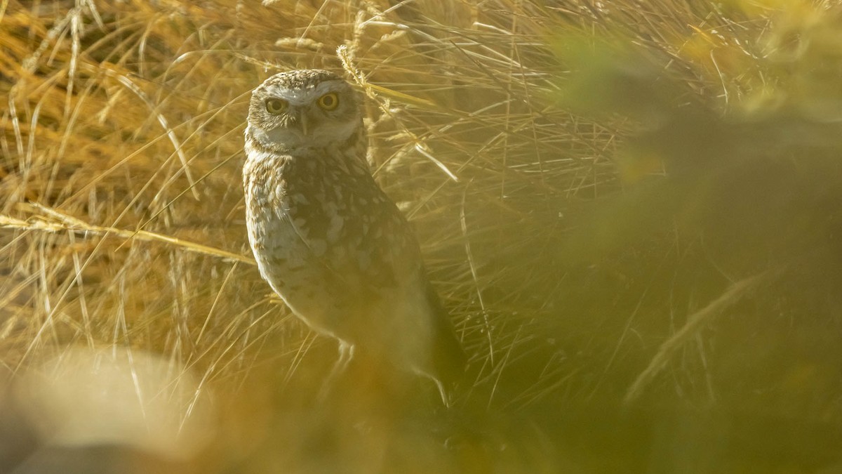 アナホリフクロウ - ML644580628