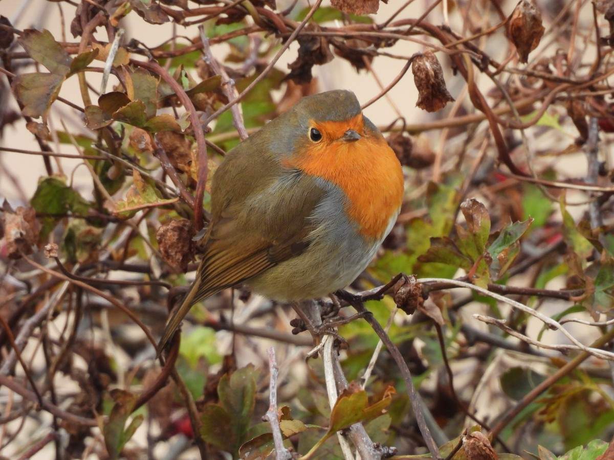 European Robin - ML644580630
