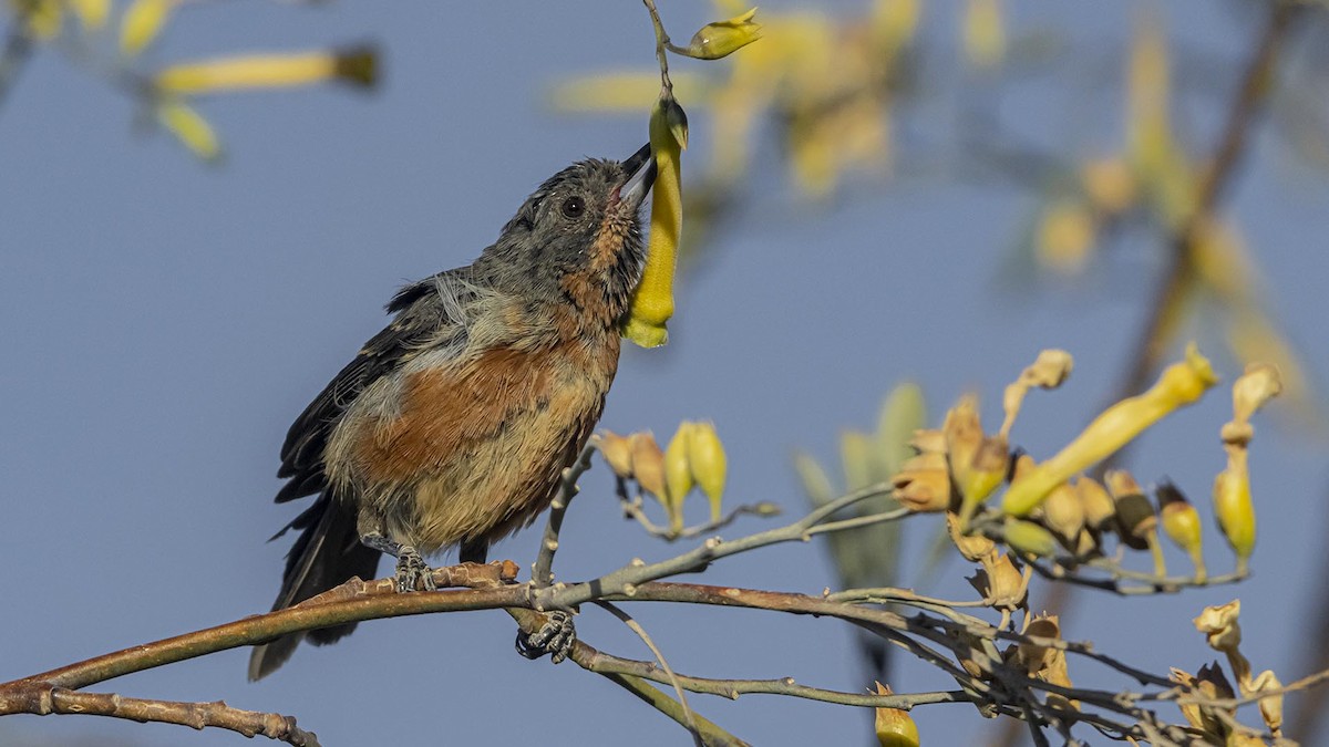 ノドグロハナサシミツドリ - ML644580633