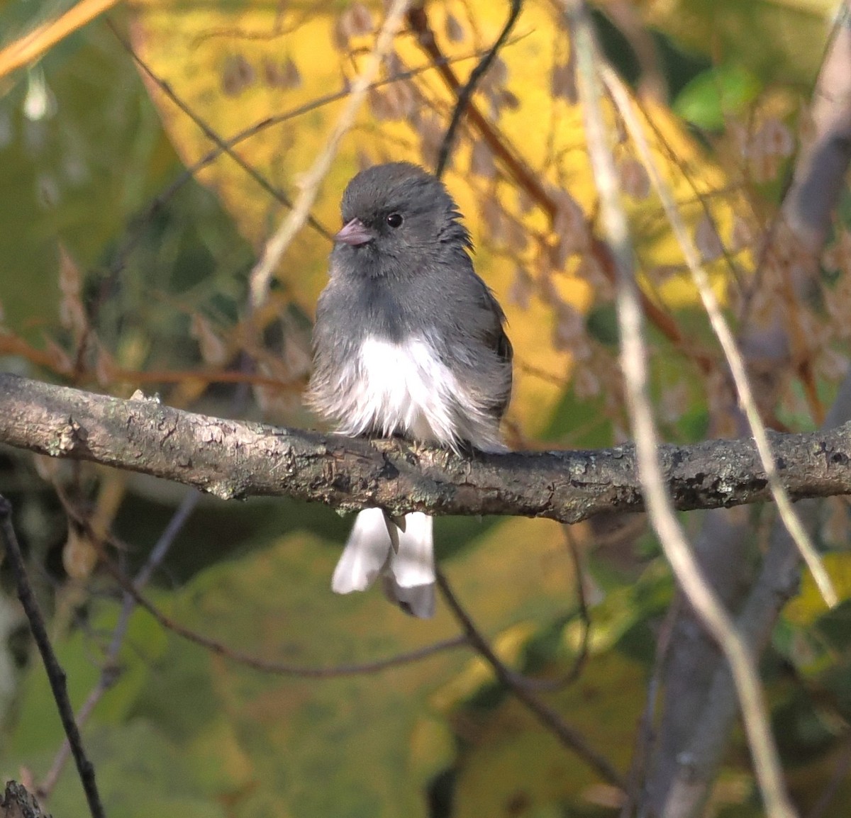 Dark-eyed Junco - ML644580637