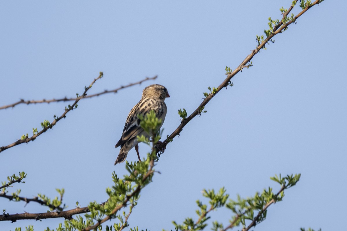 Квелія червонодзьоба - ML644580639