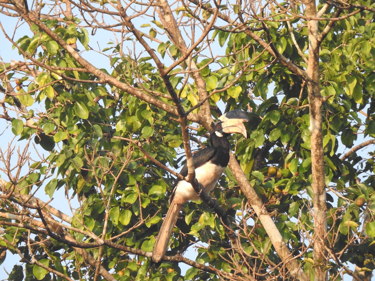 Cálao Coronado - ML644580642