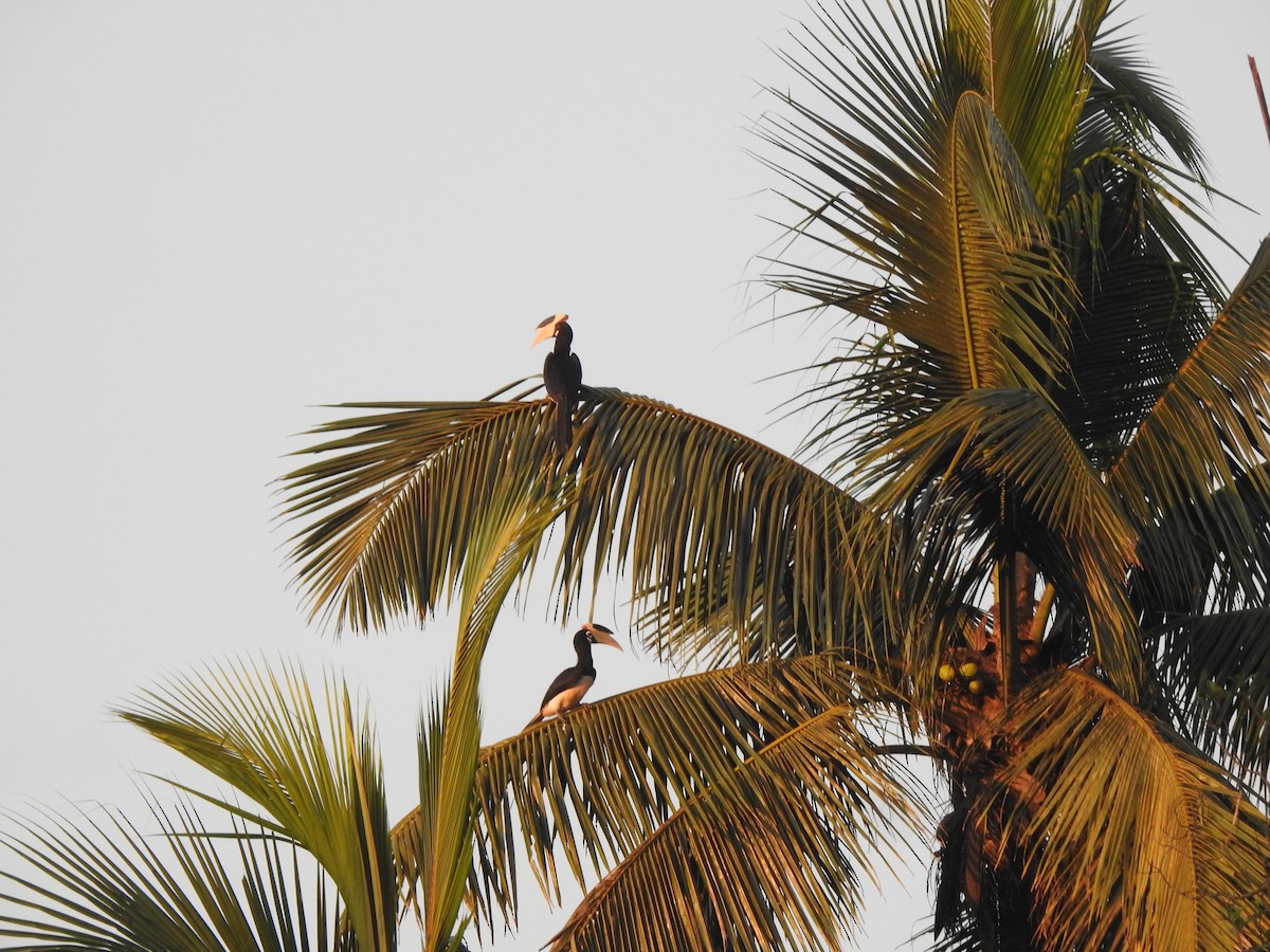 Cálao Coronado - ML644580643