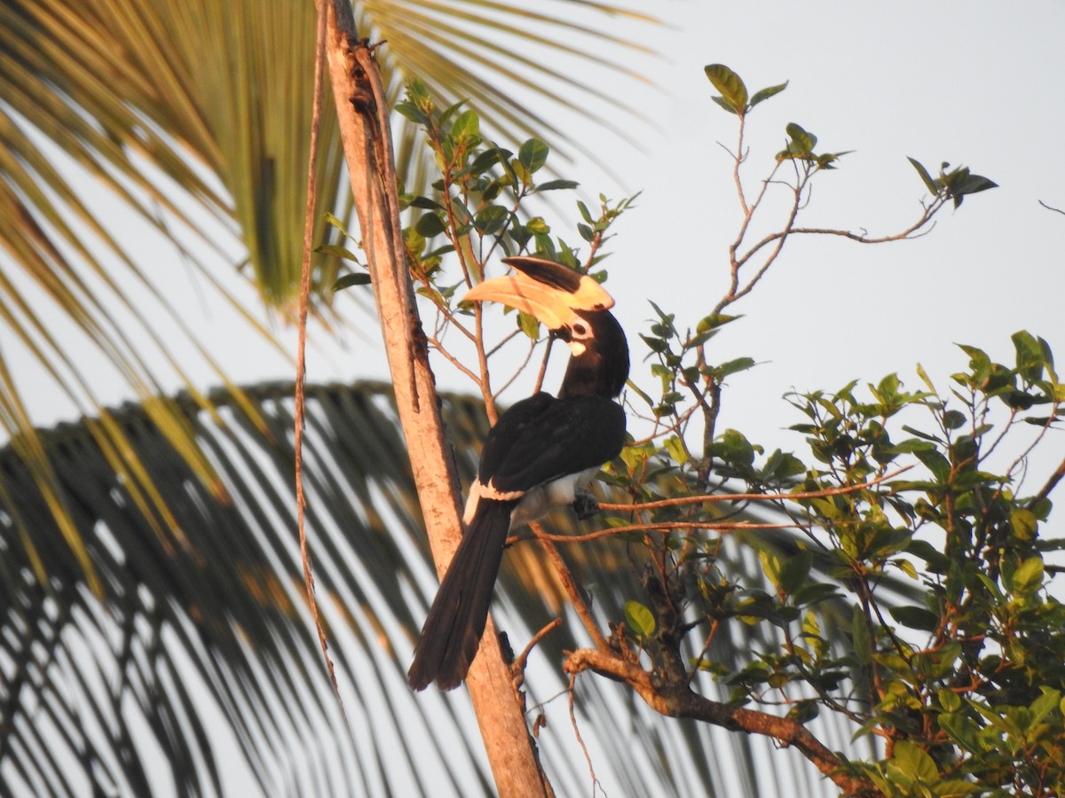 Cálao Coronado - ML644580644