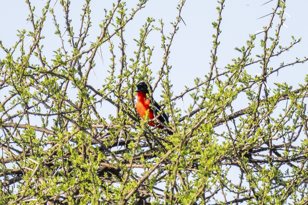 Crimson-breasted Gonolek - ML644580645