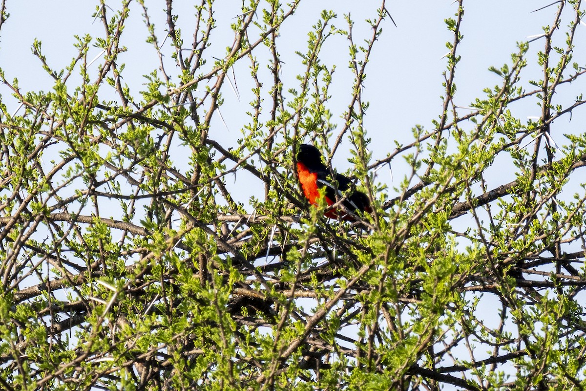 Crimson-breasted Gonolek - ML644580646