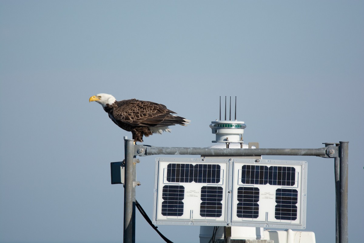 Bald Eagle - ML644580649