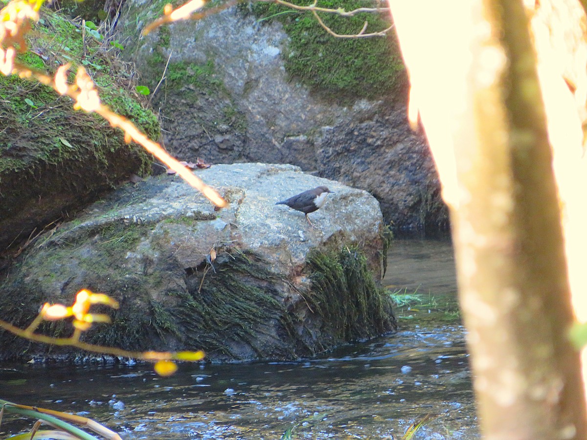 אמודאי הנחלים - ML644580650