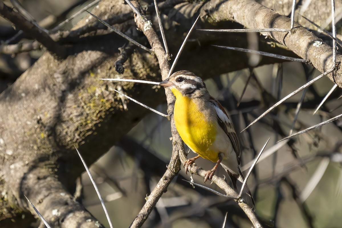 Golden-breasted Bunting - ML644580651